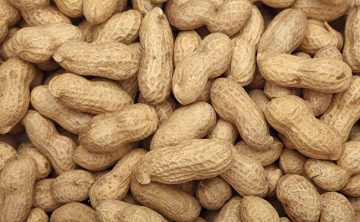 Supplier of Peanuts in India - Papa Global